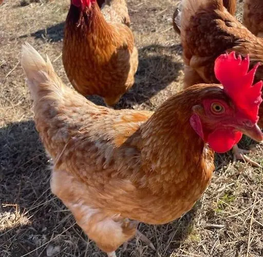 El Telar Arte Y Naturaleza Vakantiehuis Prádena